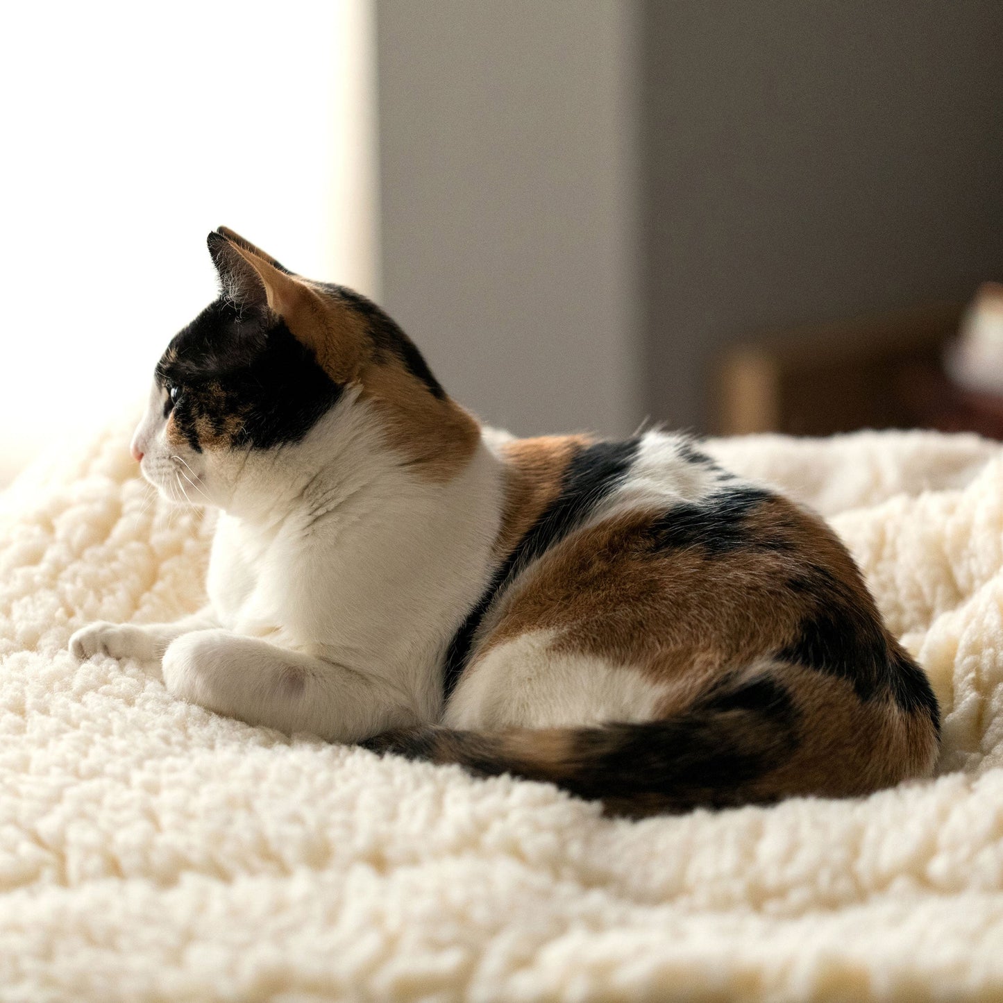 Taxs™ Ultra-Dense Fleece Mat Cushion - Washable Seamless Travel Bed for Cats & Dogs