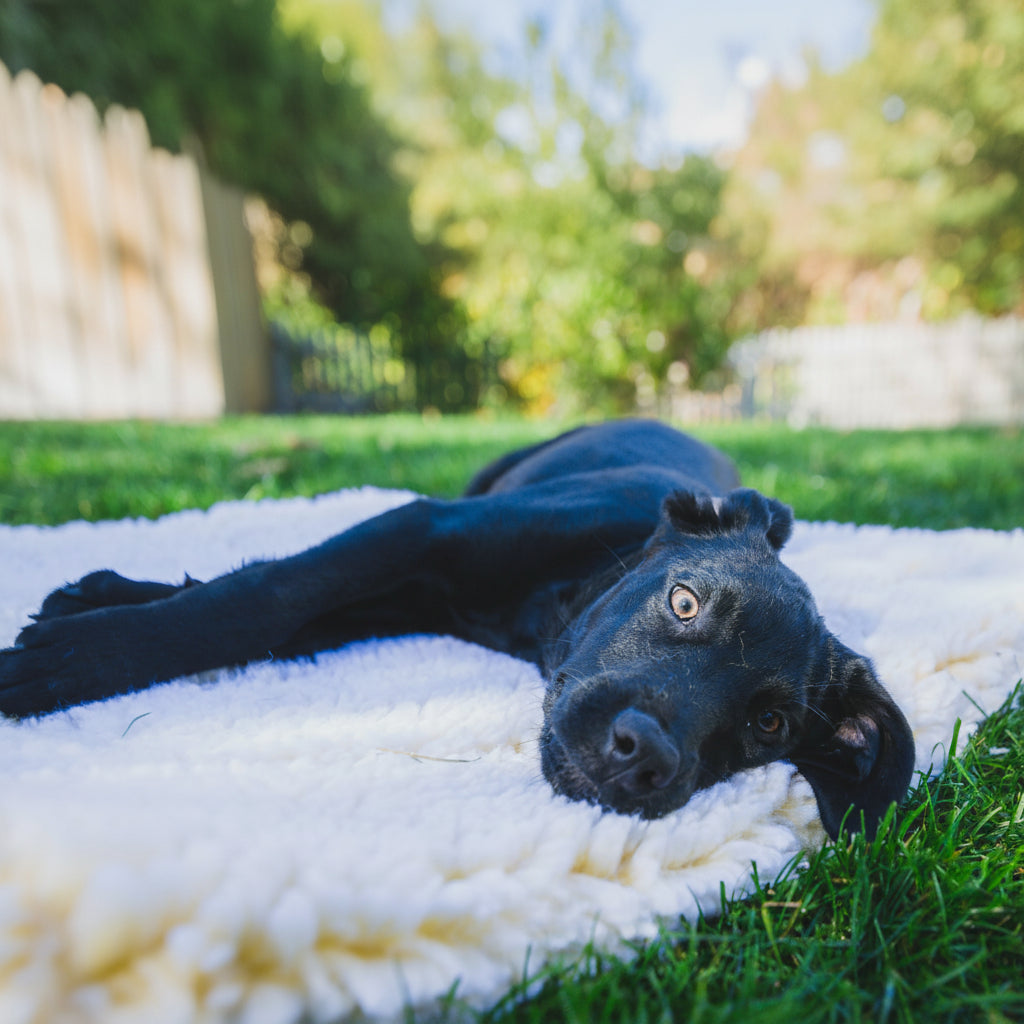 Taxs™ Ultra-Dense Fleece Mat Cushion - Washable Seamless Travel Bed for Cats & Dogs